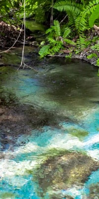 Tiger Cave & Emerald Pool Jungle Tour by TTD